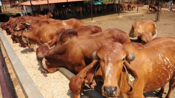 HITO wants Mookyndur cattle market closed