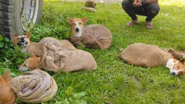 Illegal dog meat smuggling racket busted by AHAM in EGH
