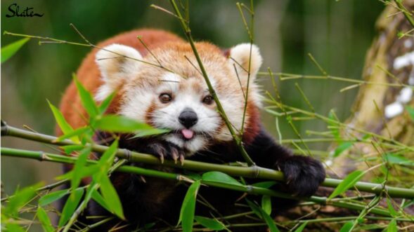 Into the Wild: The Red Panda