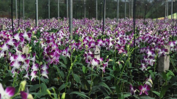 Orchid cultivation yet to be tapped: Ampareen