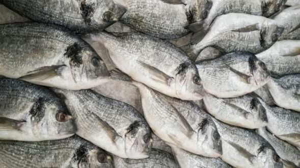 India ventures into lab-grown fish meat to boost seafood supply