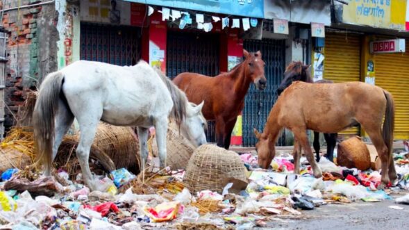 Manipur’s iconic Polo ponies face extinction, urgent measures needed