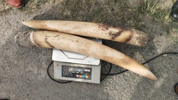 STF apprehends a poacher, confiscates two large-sized ivory tusks